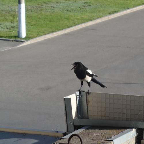 Photo #11250283