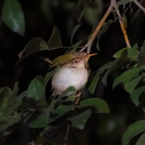 Photo #11250340