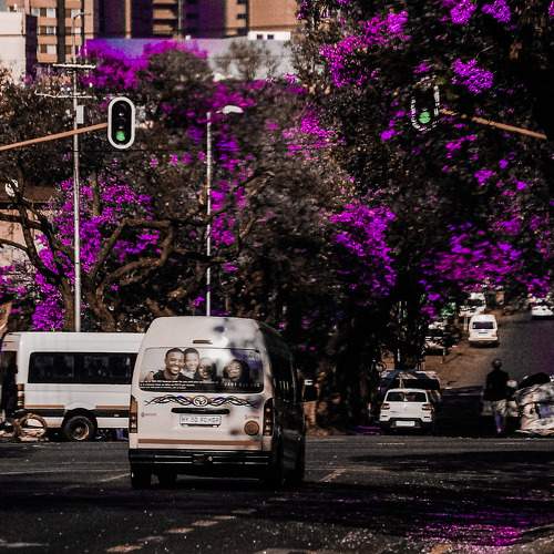 Chasing Jacarandas: Pretoria