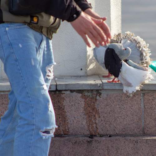 Photo #11250938