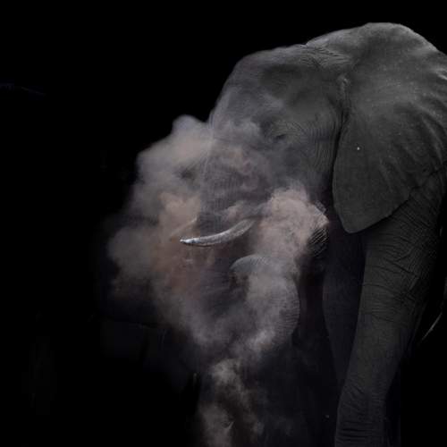 Photo #11250984