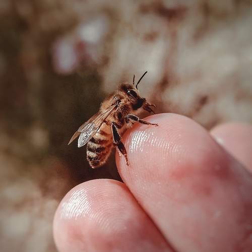 Photo #11251928
