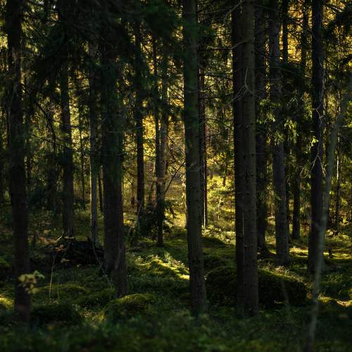 Photo #11252122