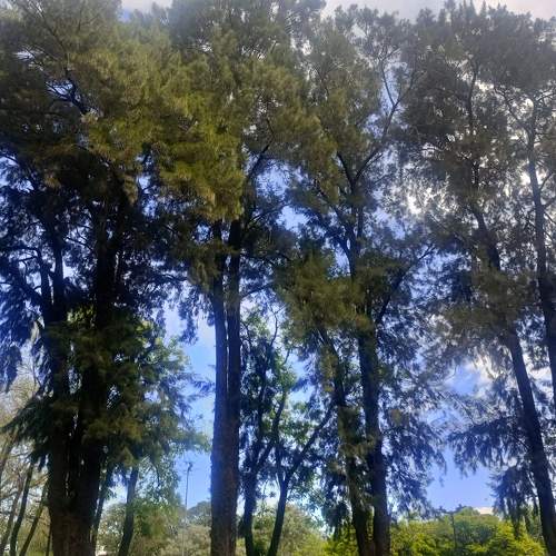 Photo #11252255