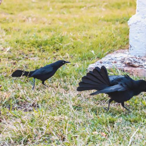 Photo #11252585