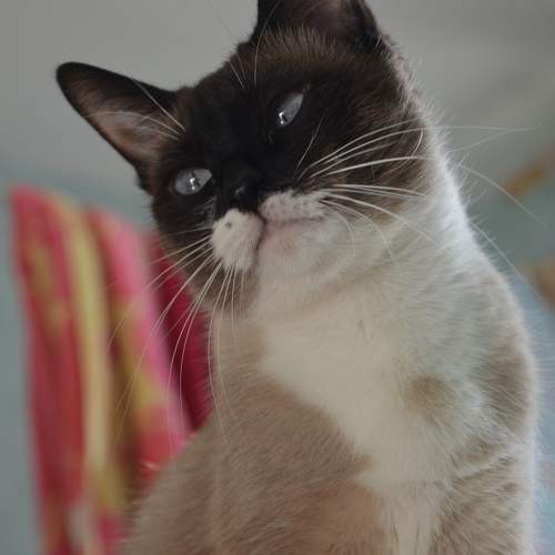 Photo #11253712
