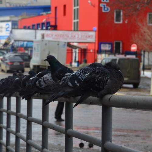 Photo #11253715