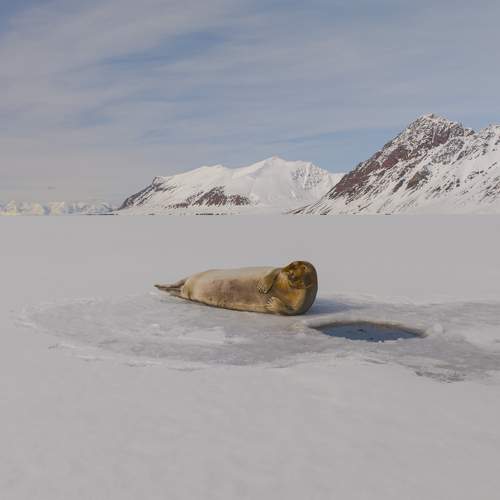 Heartbeats of the Arctic seals - A Bird’s Eye View