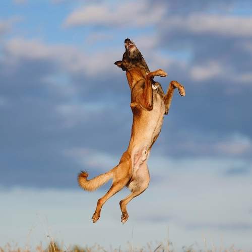 Photo #11255087