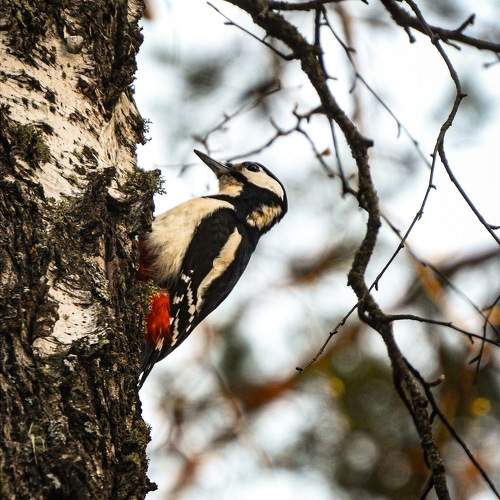 Photo #11255311