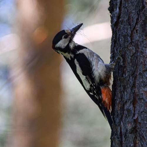 Photo #11255322
