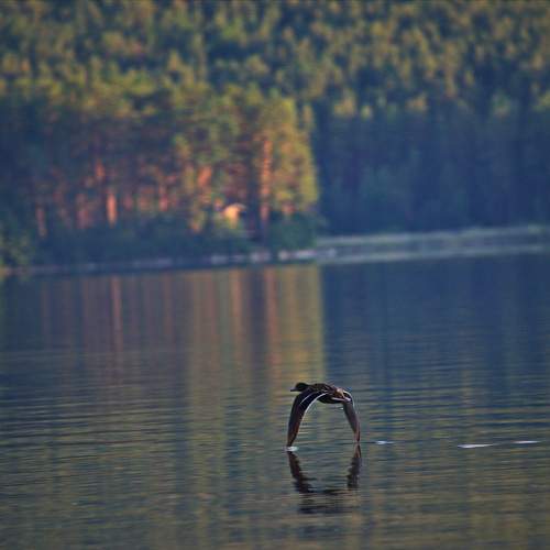 Photo #11255338