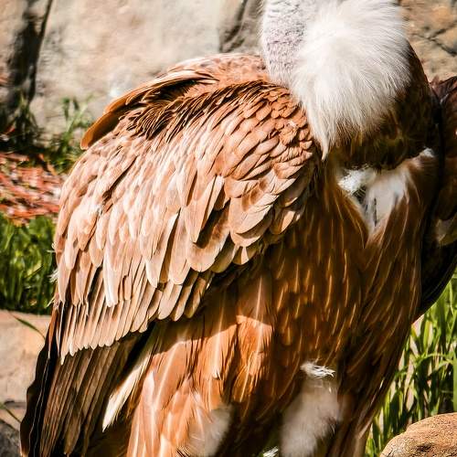 Photo #11255419