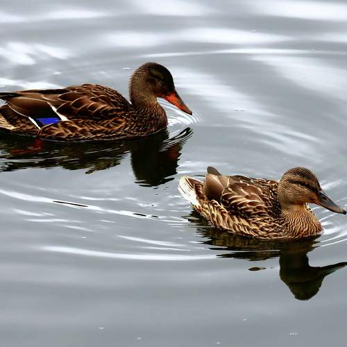 Photo #11255524