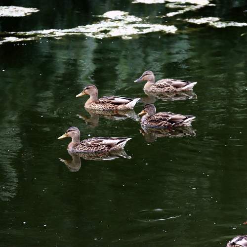 Photo #11255528