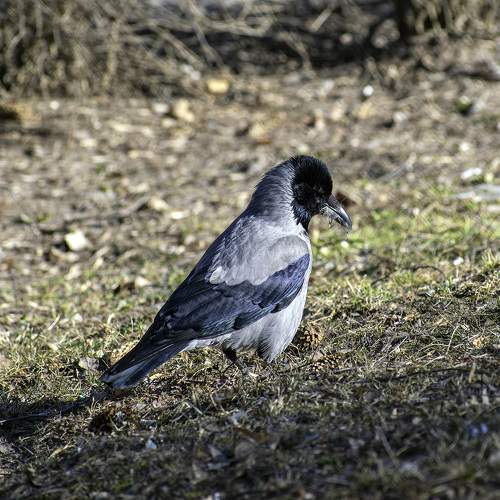 Photo #11256248