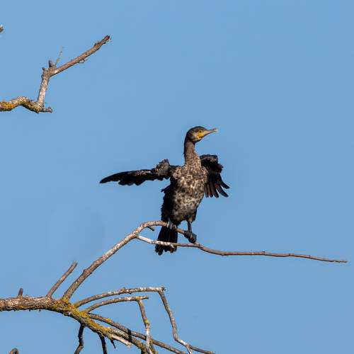 Photo #11256978
