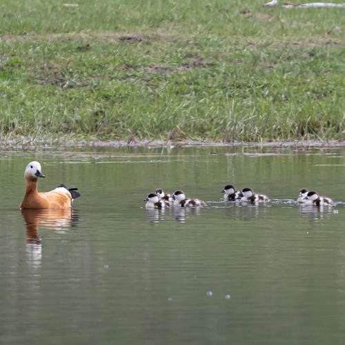 Photo #11257483