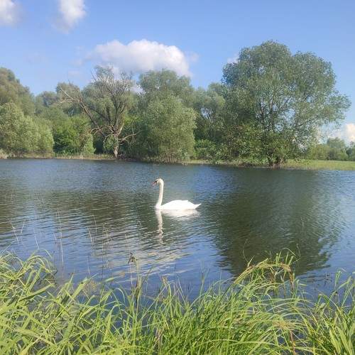 Photo #11259854