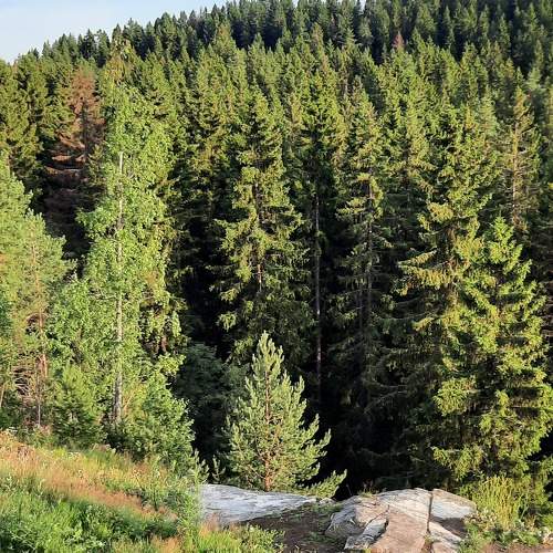 Photo #11261202
