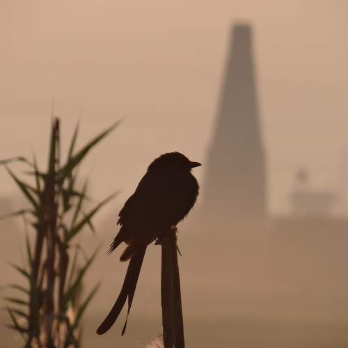 Photo #11261915