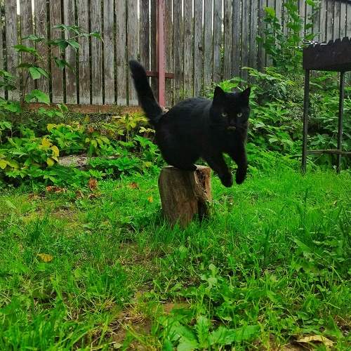 Photo #11262233