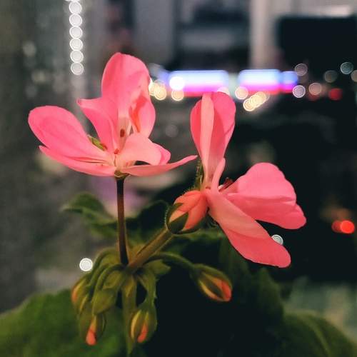 Photo #11263121