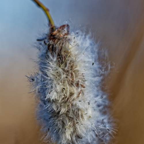 Photo #11264450