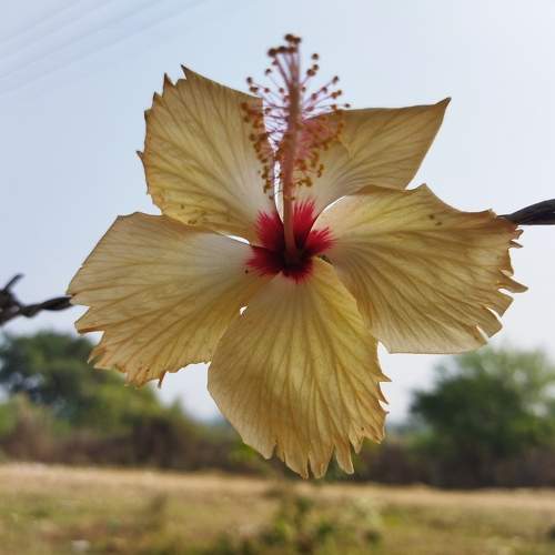 Photo #11264942