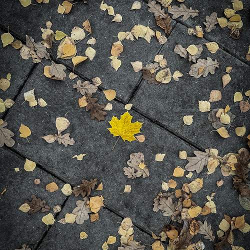 Photo #11265056
