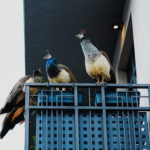 Photo #11266212