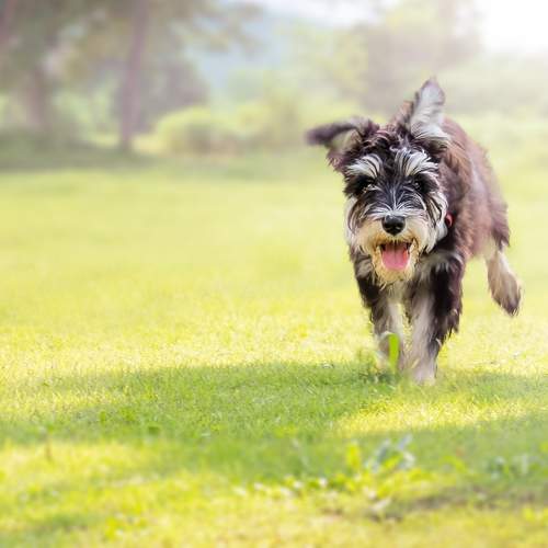 Photo #11267441