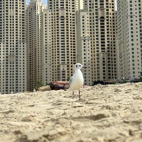 Photo #11268422
