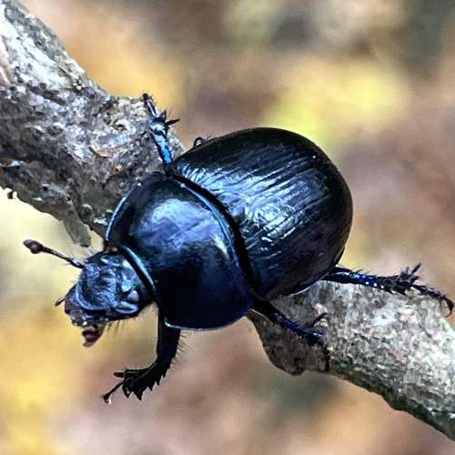 Photo #11268716