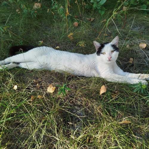 Photo #11269432