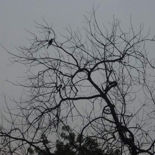 Photo #11269616