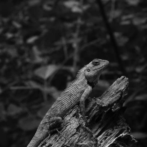 Photo #11269694