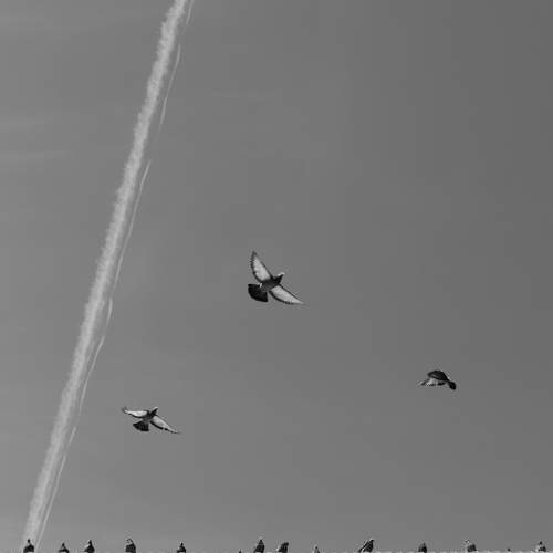 Photo #11274841