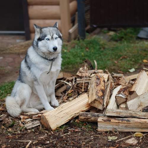 Photo #11276870