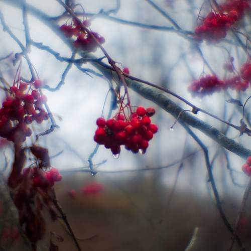 Photo #11277747