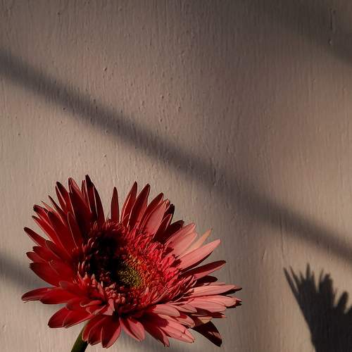 Photo #11277796