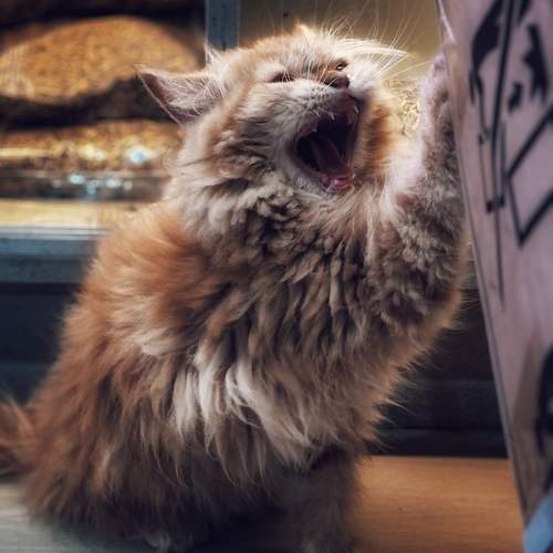 Cats Roar