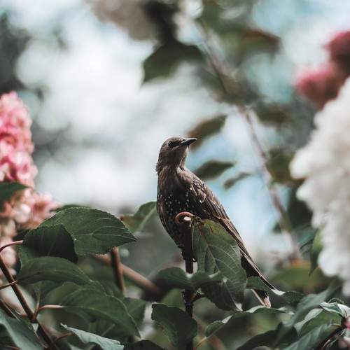 Photo #11278669