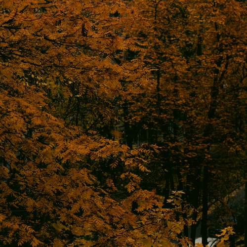Photo #11278696