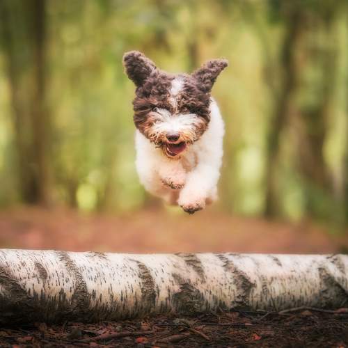 Photo #11279921