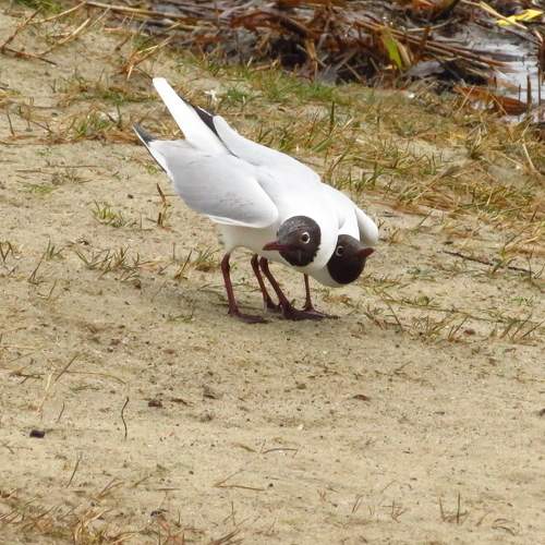 Photo #11280933