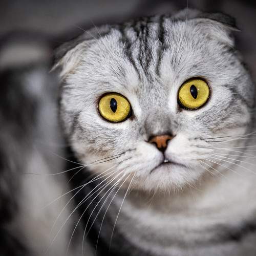 Photo #11281406