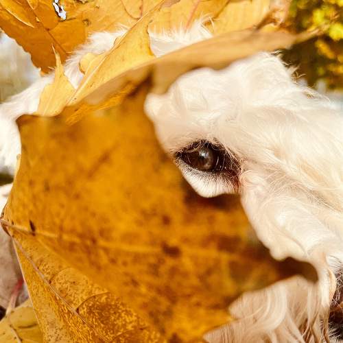 Photo #11281713