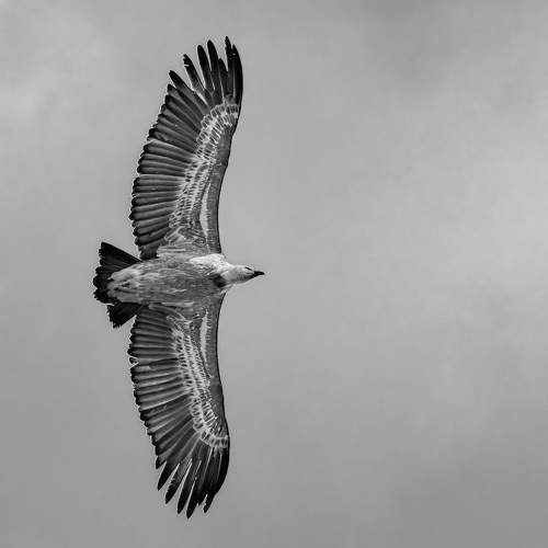 Фотография #11281848