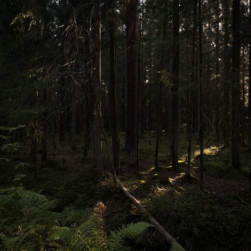 Magical Forest